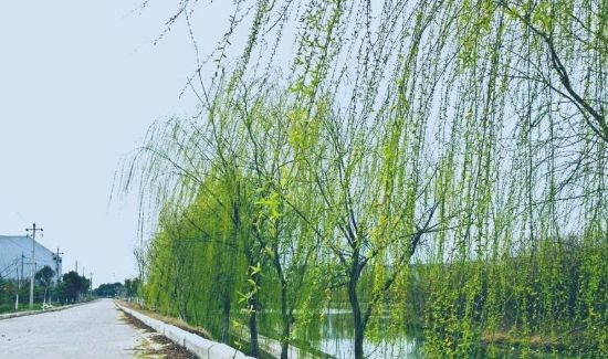 屋里柳絮怎么清理