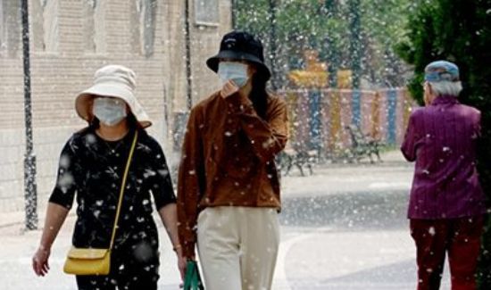 屋里柳絮怎么清理