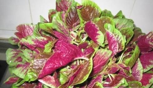 吃苋菜的好处与注意事项有哪些