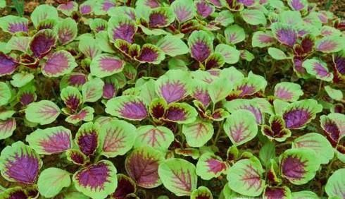 吃苋菜的好处与注意事项有哪些