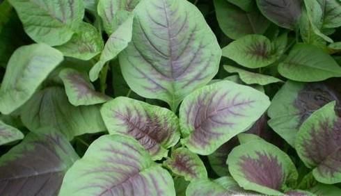 吃苋菜的好处与注意事项有哪些