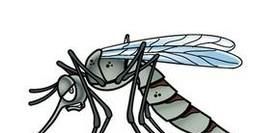 夏季如何防蚊子