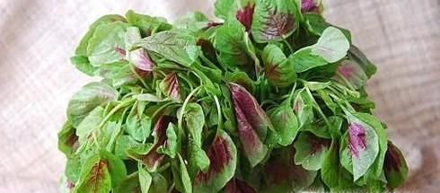 吃苋菜的好处与注意事项有哪些