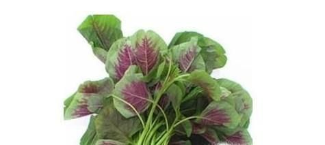 吃苋菜的好处与注意事项有哪些