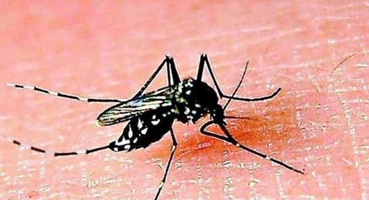 儿童登革热有哪些症状？儿童如何预防登革热？