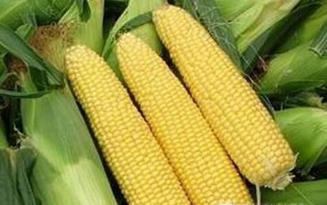 水果玉米是转基因的吗？转基因玉米会让人绝育吗