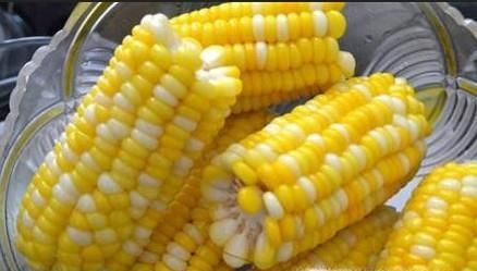 水果玉米是转基因的吗？转基因玉米会让人绝育吗
