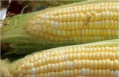 水果玉米是转基因的吗？转基因玉米会让人绝育吗