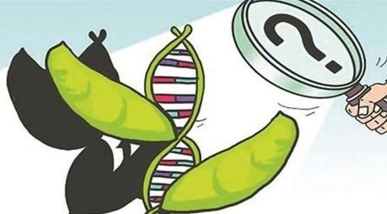 水果玉米是转基因的吗？转基因玉米会让人绝育吗