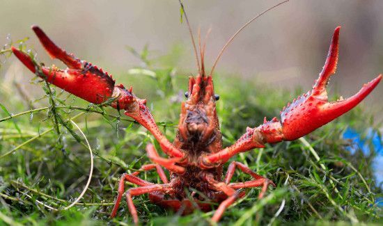 龙虾怎么保存才新鲜冰箱里