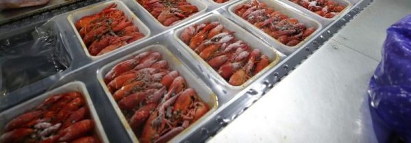 龙虾怎么保存才新鲜冰箱里