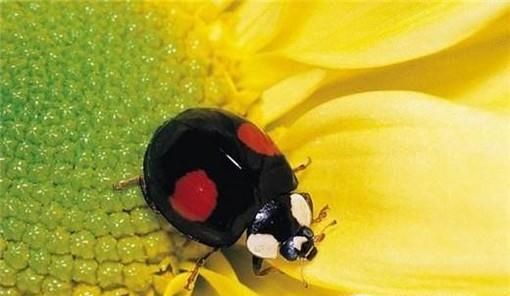 哪些瓢虫是益虫