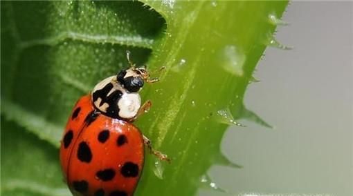 哪些瓢虫是益虫