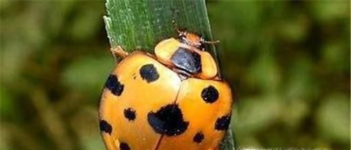 哪些瓢虫是益虫