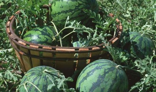 西瓜花纹怎么辨别生熟