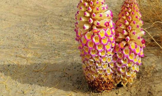 新鲜肉苁蓉怎样清洗