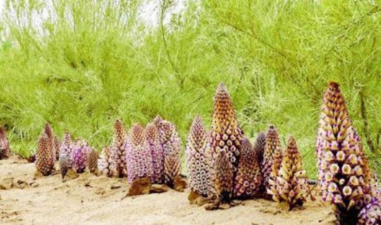 新鲜肉苁蓉怎样清洗