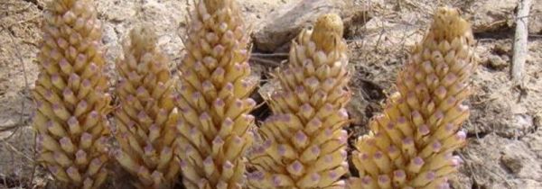 新鲜肉苁蓉怎样清洗