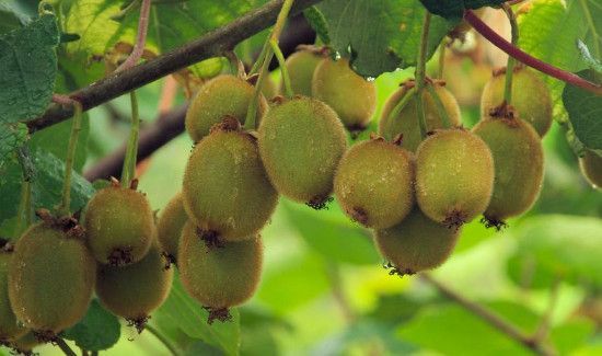 猕猴桃怎么保存不会烂