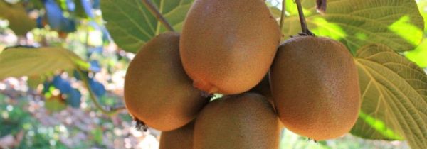 猕猴桃怎么保存不会烂