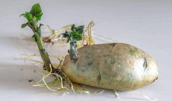 青皮土豆削皮后能吃吗