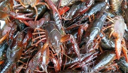 小龙虾是侵华日军用来处理尸体的吗？