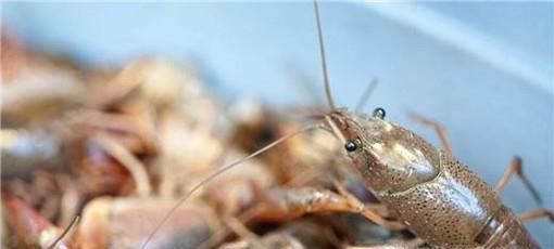 小龙虾是侵华日军用来处理尸体的吗？