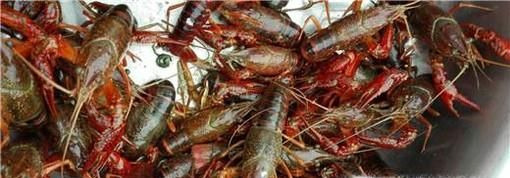 小龙虾是侵华日军用来处理尸体的吗？