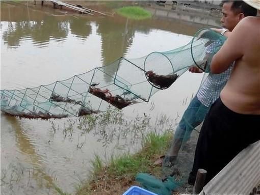地笼捕龙虾技巧