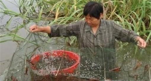 地笼捕龙虾技巧