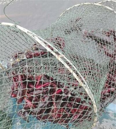 地笼捕龙虾技巧