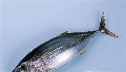 富含优质蛋白质的食物有哪些