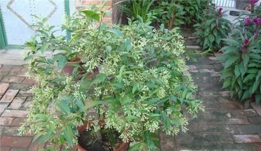 夏天防蚊虫妙招