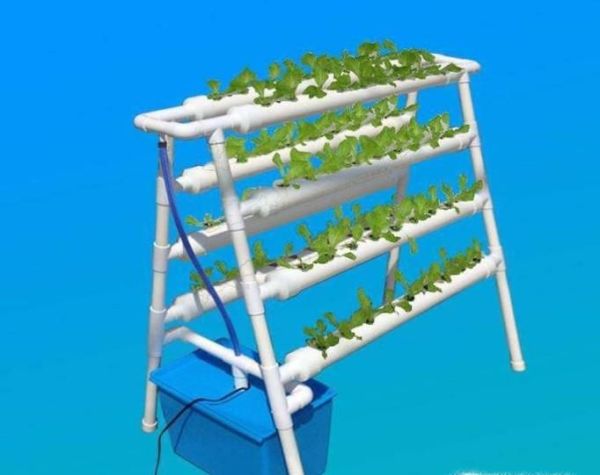 水培蔬菜的简易方法