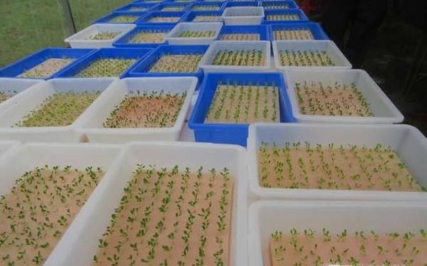 水培蔬菜的简易方法