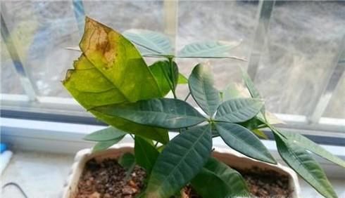 花的叶子为什么变黄?