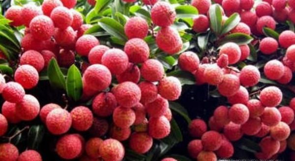 荔枝吃多了会上火吗