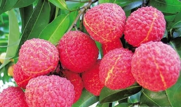 荔枝吃多了会上火吗