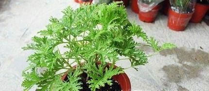 如何防蚊子于未然?
