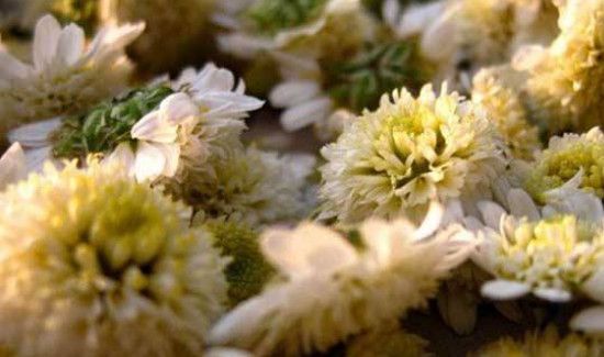 胎菊泡水喝的9大禁忌