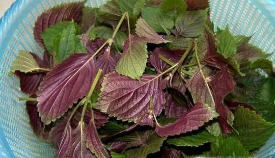 紫苏叶的功效与作用，紫苏的功效与作用