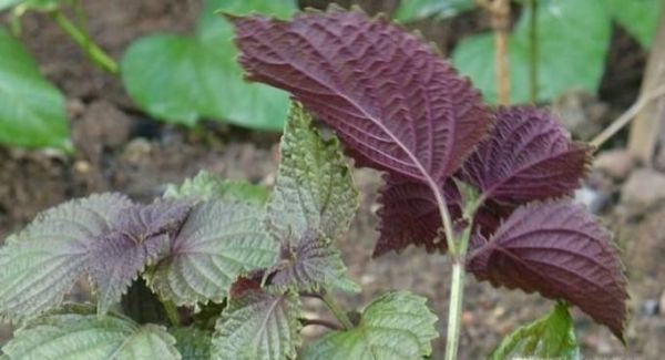 紫苏叶的功效与作用，紫苏的功效与作用