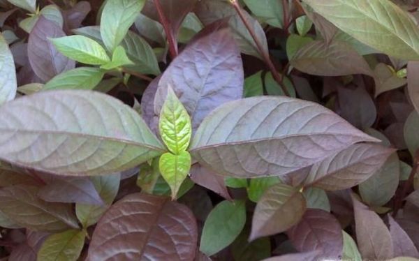 紫苏叶的功效与作用，紫苏的功效与作用