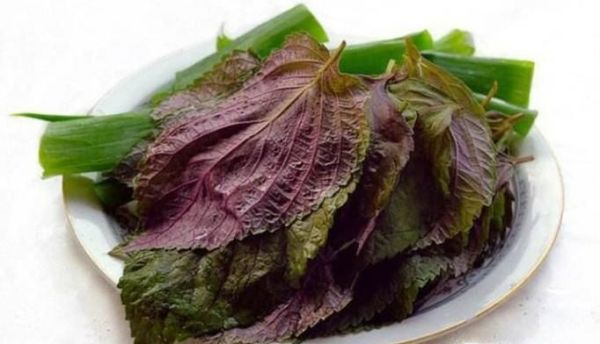 紫苏叶的功效与作用，紫苏的功效与作用