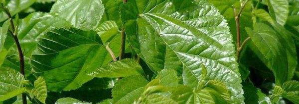 桑树枝煮水能长期喝吗