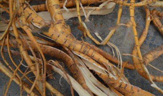 桑树枝煮水能长期喝吗