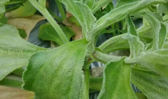 冰草不能和什么一起吃