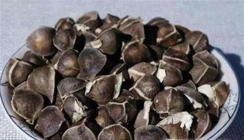 辣木籽的功效与作用有哪些？食用应注意的问题？