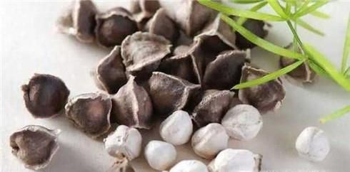 辣木籽的功效与作用有哪些？食用应注意的问题？