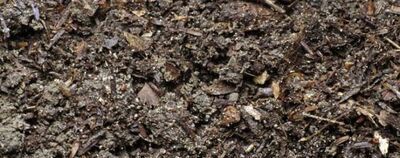 金鱼吊兰的养殖技巧